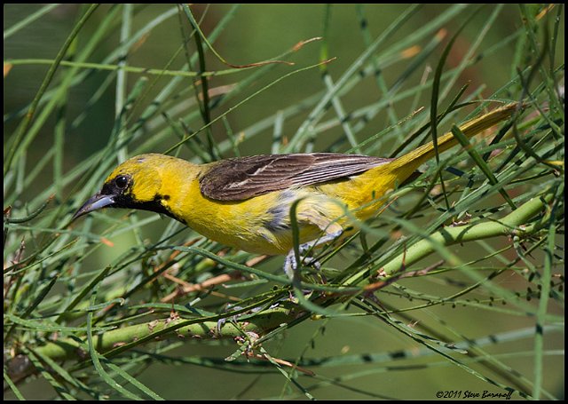 _1SB7214 orchard oriole.jpg - 1st  Summer Male